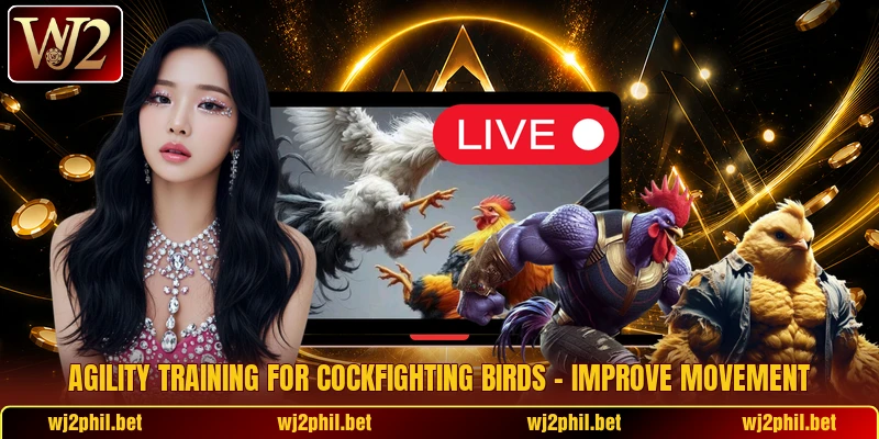 Agility Training For Cockfighting Birds – Improve Movement