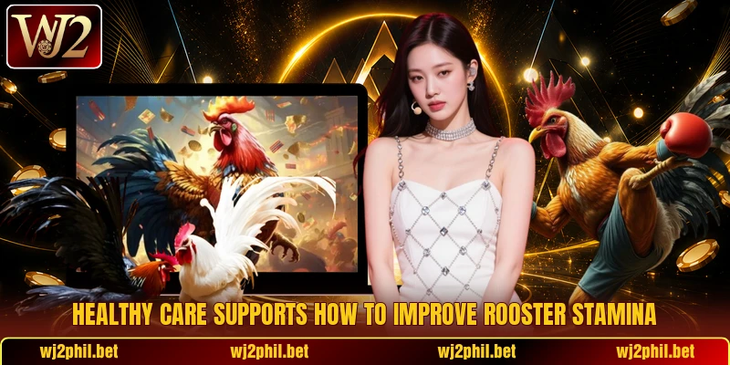 Healthy care supports How to improve rooster stamina